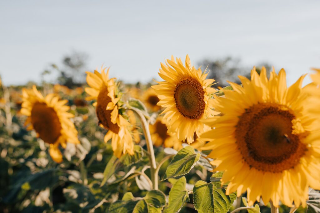 klaudia_olejnik-sunflowers-7353922